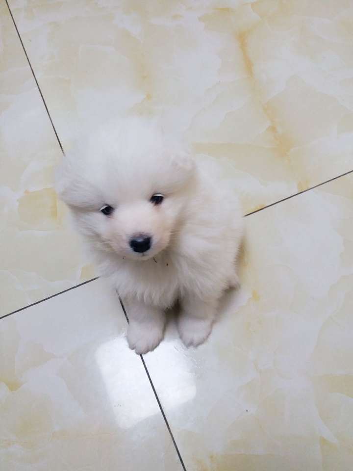 如何鉴定萨摩耶?