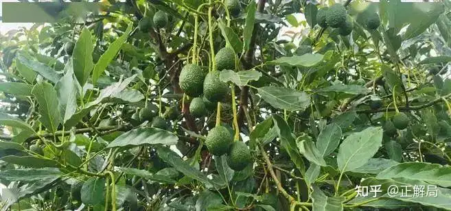 牛油果，近年来新兴的网红水果 - 墨华网 (图8)