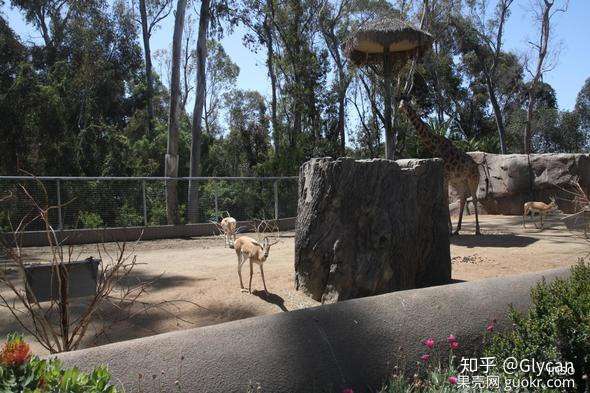 San Diego Zoo--圣地亚哥动物园游记【中】（diego garcia地点）