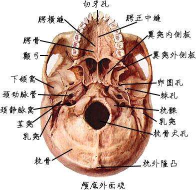 為什麼人的後腦勺有個突出的骨頭?