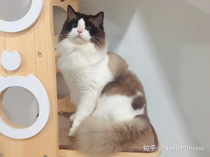 布偶猫是一种什么样的猫？