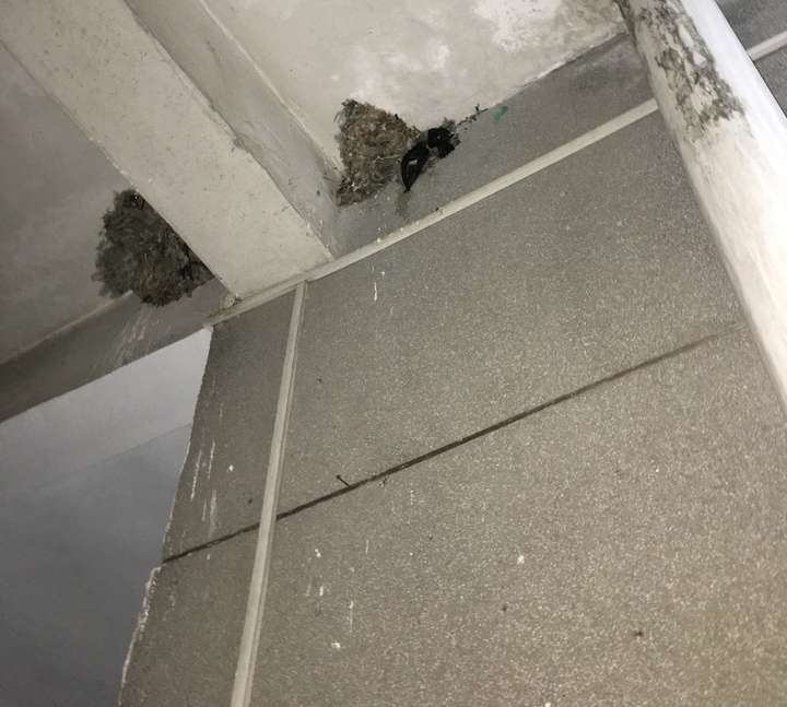 怎么给雨燕做个鸟窝?