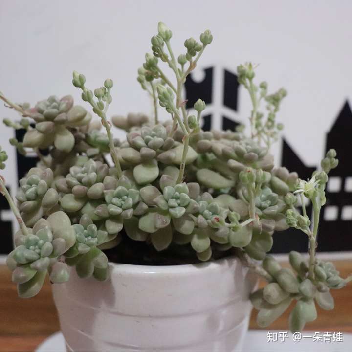 种花养草,金枪不倒.