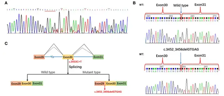 《Minigene实验——RNA剪接事件检测利器》