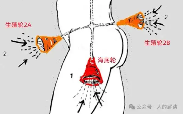 性能量的最高等级就是雌雄同体-人的解读