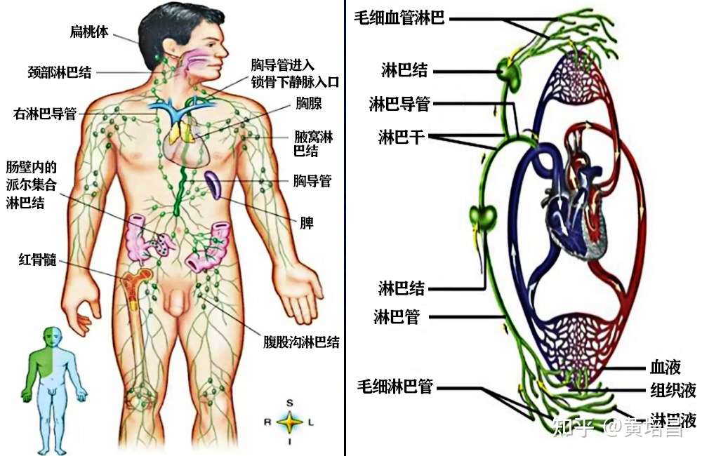 淋巴保养事关身体健康 每个人都应该重视 知乎