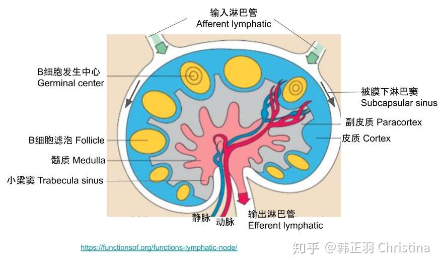 浅谈b细胞激活之谜 知乎