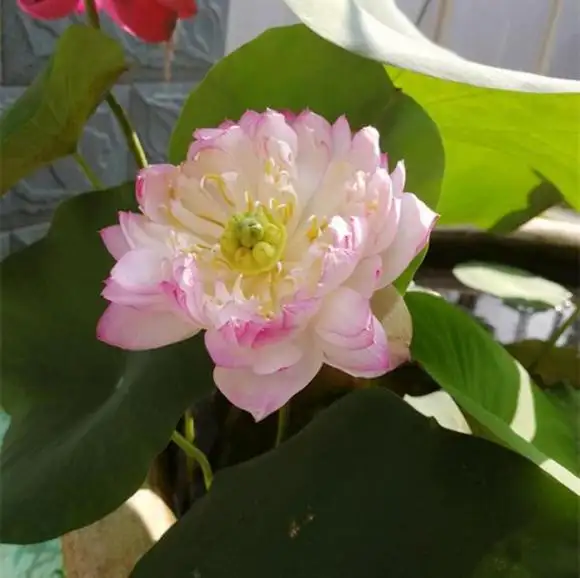 碗莲可以一直水养吗莲商会(碗莲用水一直养能活吗)