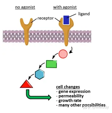 右图细胞膜上的受体被配体(激动剂)激活的简单示意图