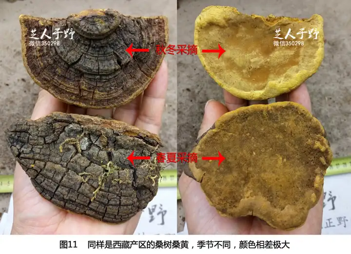 因为一些身体上的问题，需要一些野生桑树桑黄，一查发现有很多种桑黄，我应该怎么去分辨？（野生桑黄的作用?）