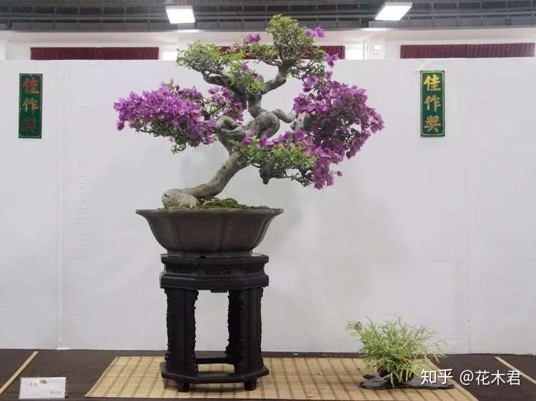 带数字开头的植物盘点与鉴赏 知乎