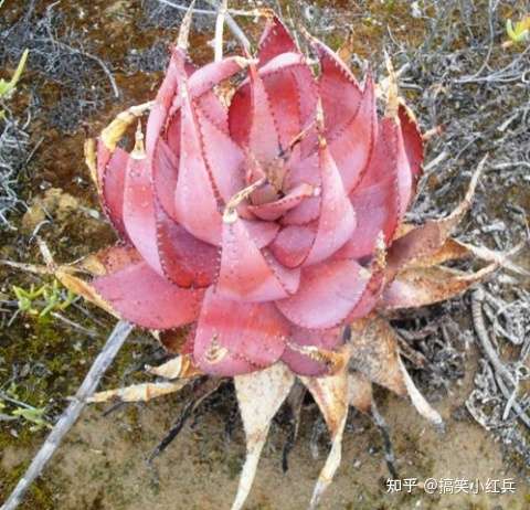 稀有芦荟红暗血帝王芦荟种子
