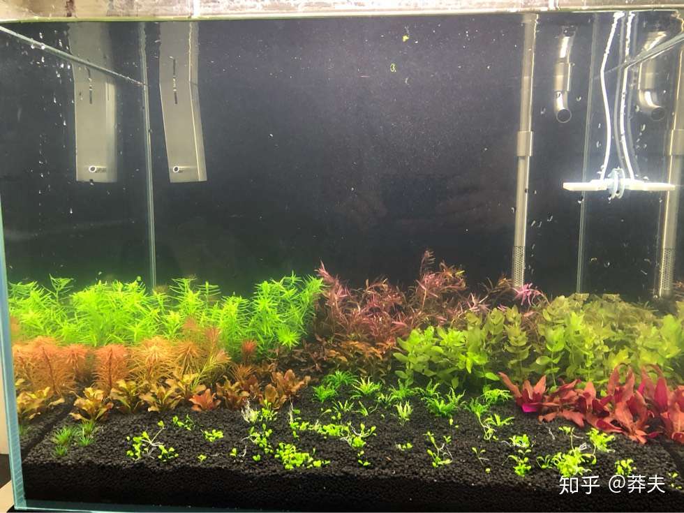 60 45 45荷兰景开缸流程 知乎