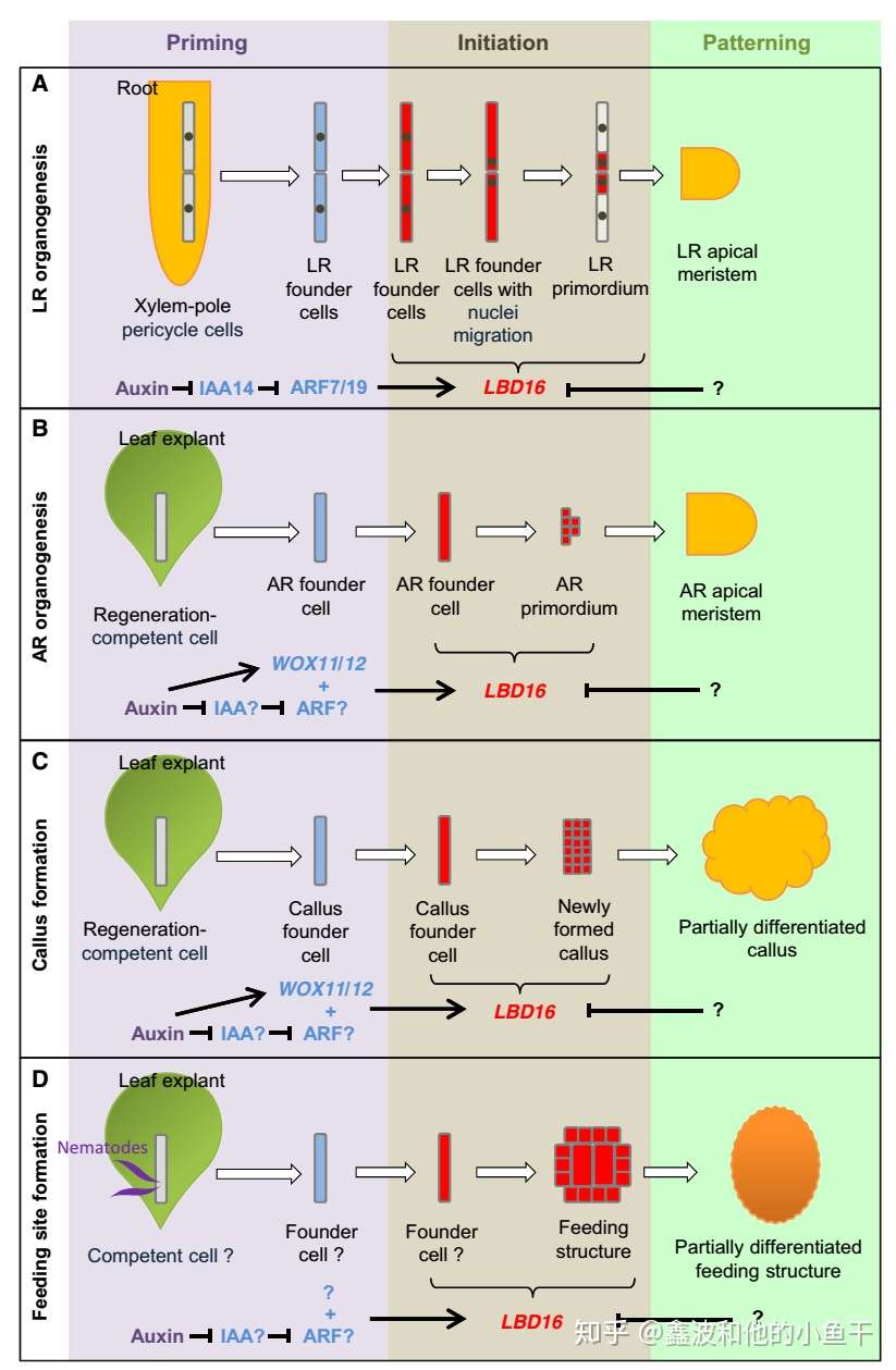 植物根系发育的分子调控 知乎
