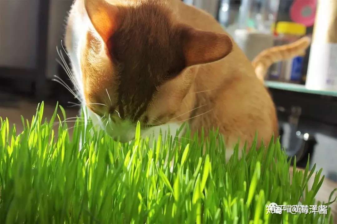 猫草种植终极教程 知乎 猫草种植终极教程 知乎