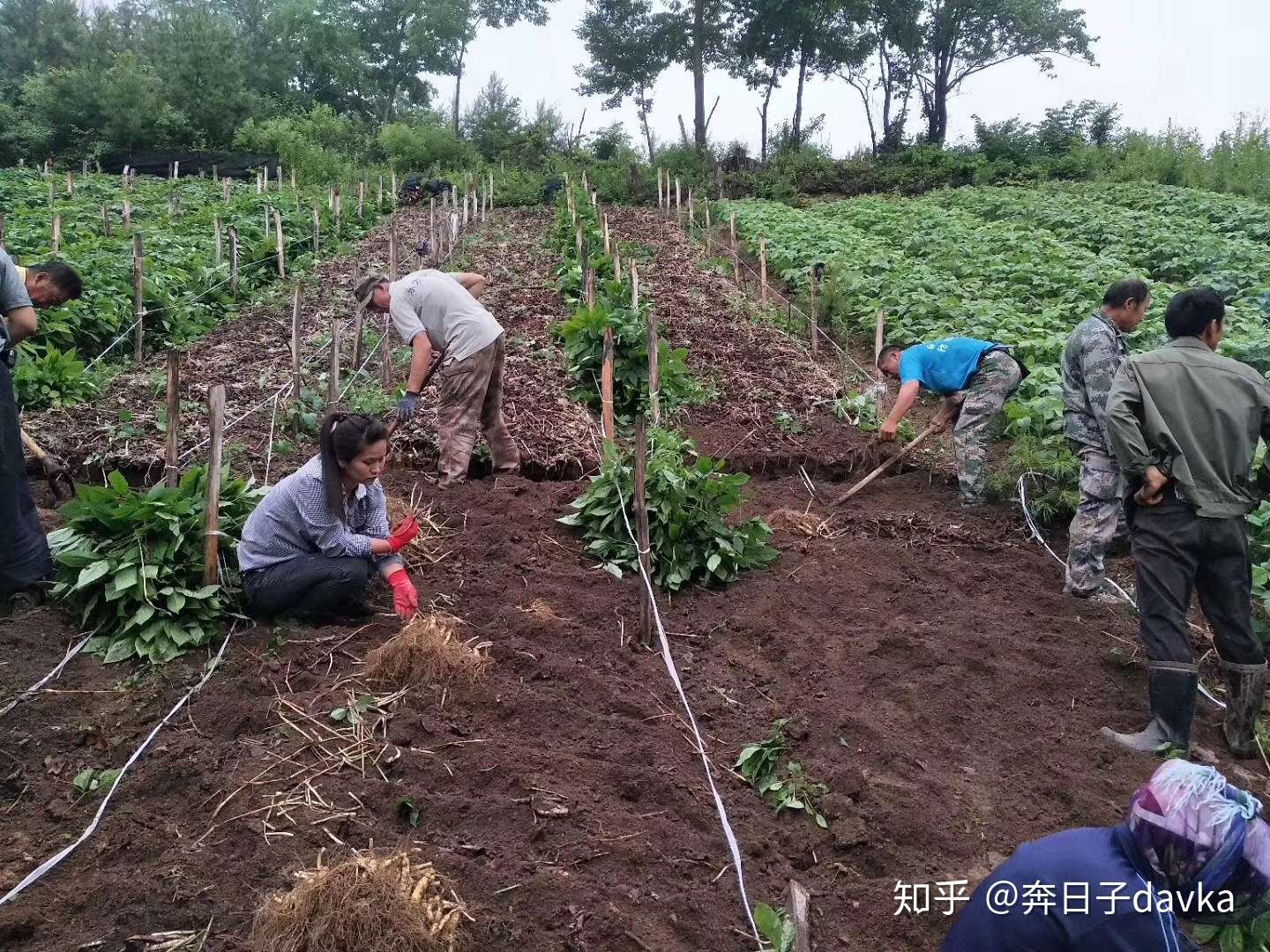 这几年南方很多地方想种植人参 为什么养不活 有哪些严格要求 知乎