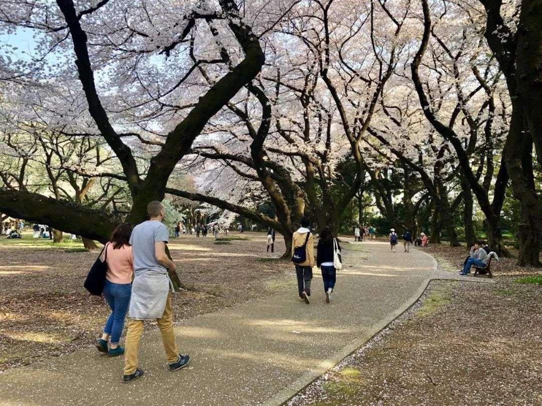 除了上野公园 这些才是东京赏樱最美的打卡地 知乎