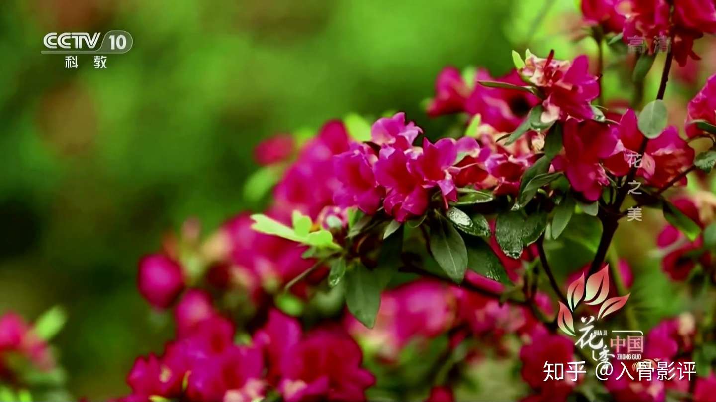 纪录片花季中国3 花之美令人惊叹的美丽花卉 知乎