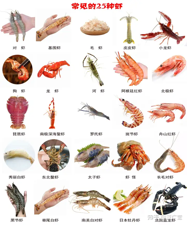 虾的品种有哪些？25种常见虾，河虾海虾哪种更好吃？你吃过哪几种？（虾的品种大全）