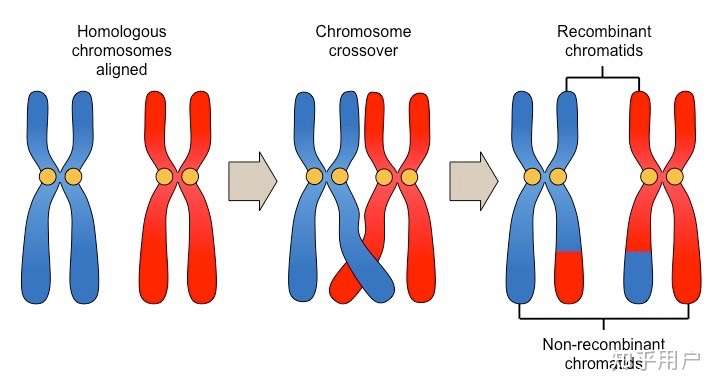 au/standard-level/topic-3-genetics/33-meiosis/crossing-over.html