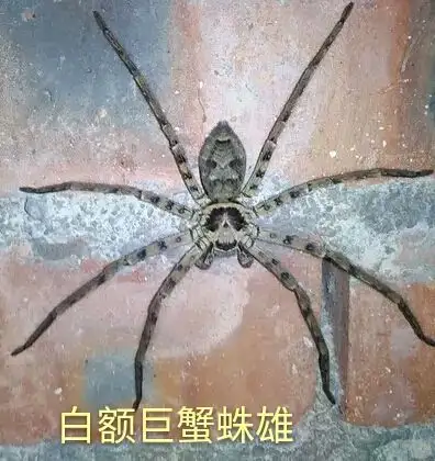 这个背部像个骷髅头的是什么蜘蛛? - 知乎