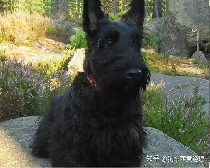 苏格兰梗犬：没有狗比我更合适当刺客（苏格兰梗属于什么犬）