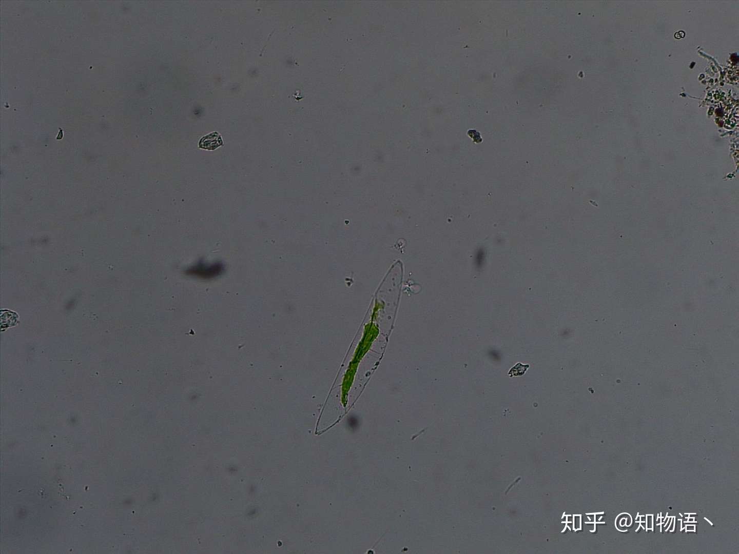 询问水中微生物名称 知乎