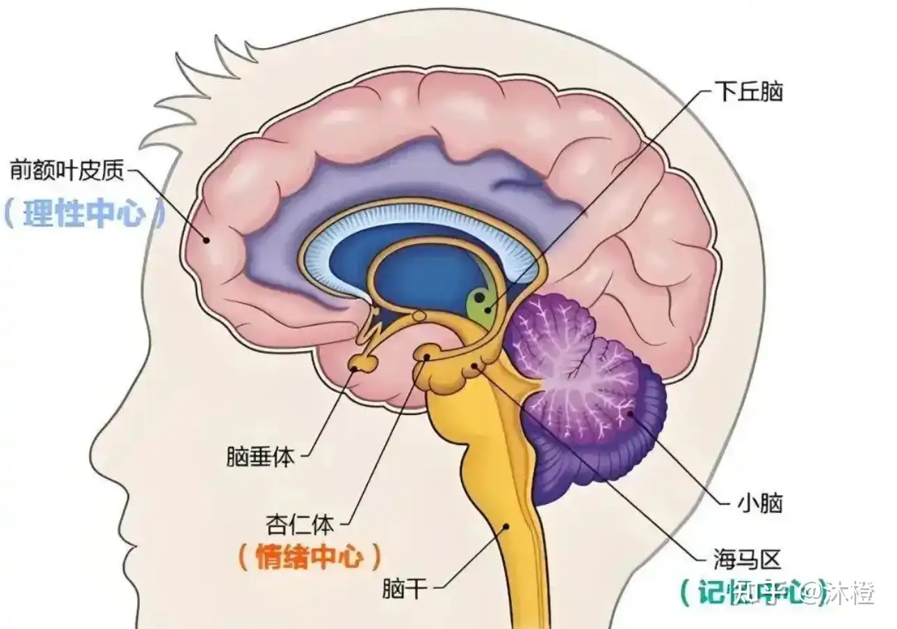 五年级开始关心名次，成绩波动影响孩子的情绪，该怎么缓解孩子的情绪波动？