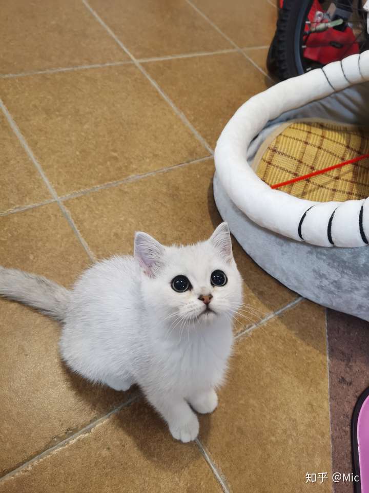 请问一只蓝猫,还有一只是蓝猫跟银渐层的串串,价格都是600,买哪只比较