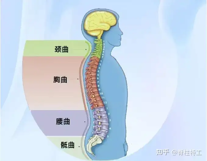 你以为的抬头挺胸，居然是错误的体态？ - 知乎