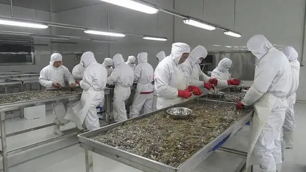 2020年海参批发行情走势分析，厂家货源进货价格将维持平稳上涨的趋势！