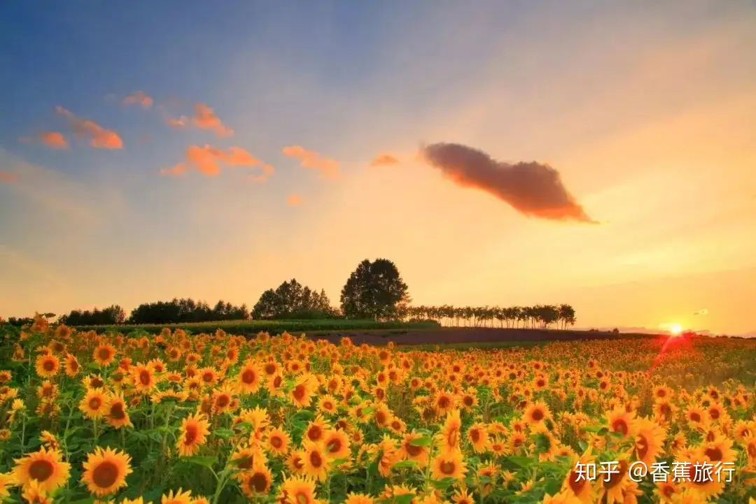 富良野和美瑛的花儿都开好了 在油画般的花田里骑行才是正经事 知乎