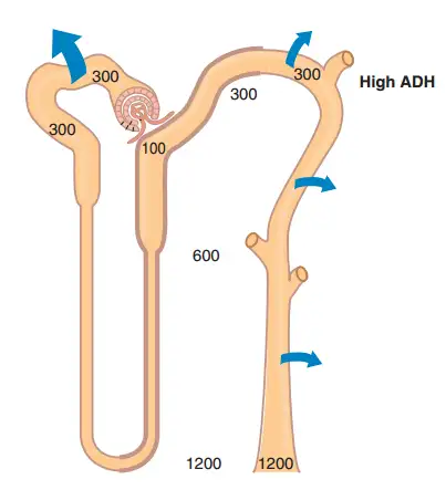 尿渗透压(urine osmolality)正常范围竟然是50~1400,真的可能这样低吗