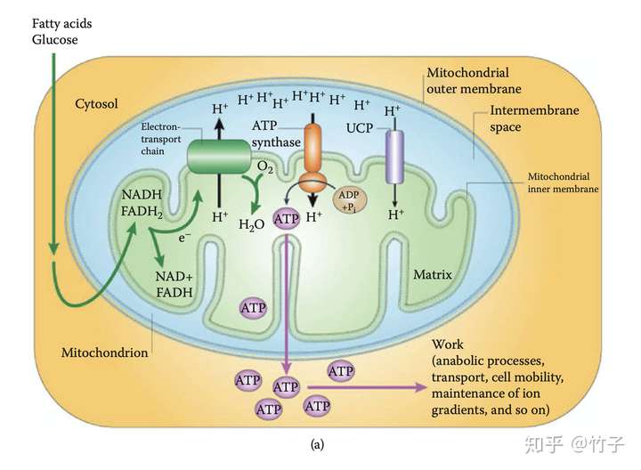 线粒体膜的保护机制三解偶联蛋白ucps