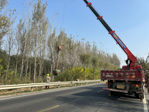 宁津分中心补栽增绿提升道路绿化景观效果