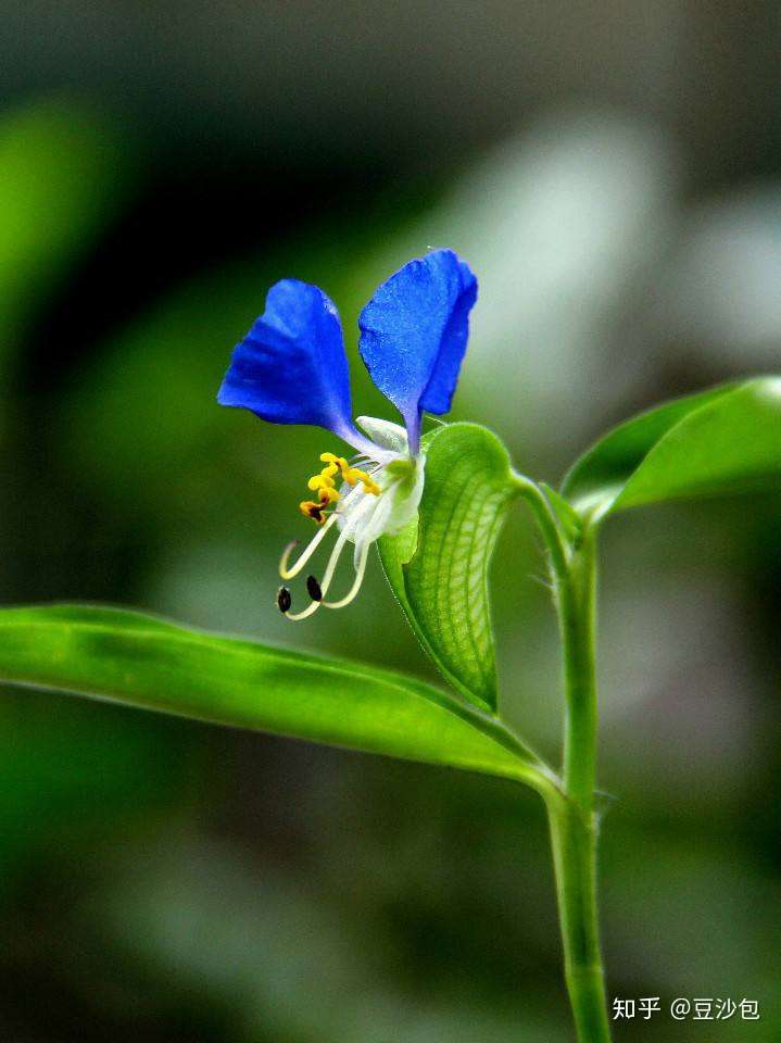 常见开蓝紫色花植物 知乎