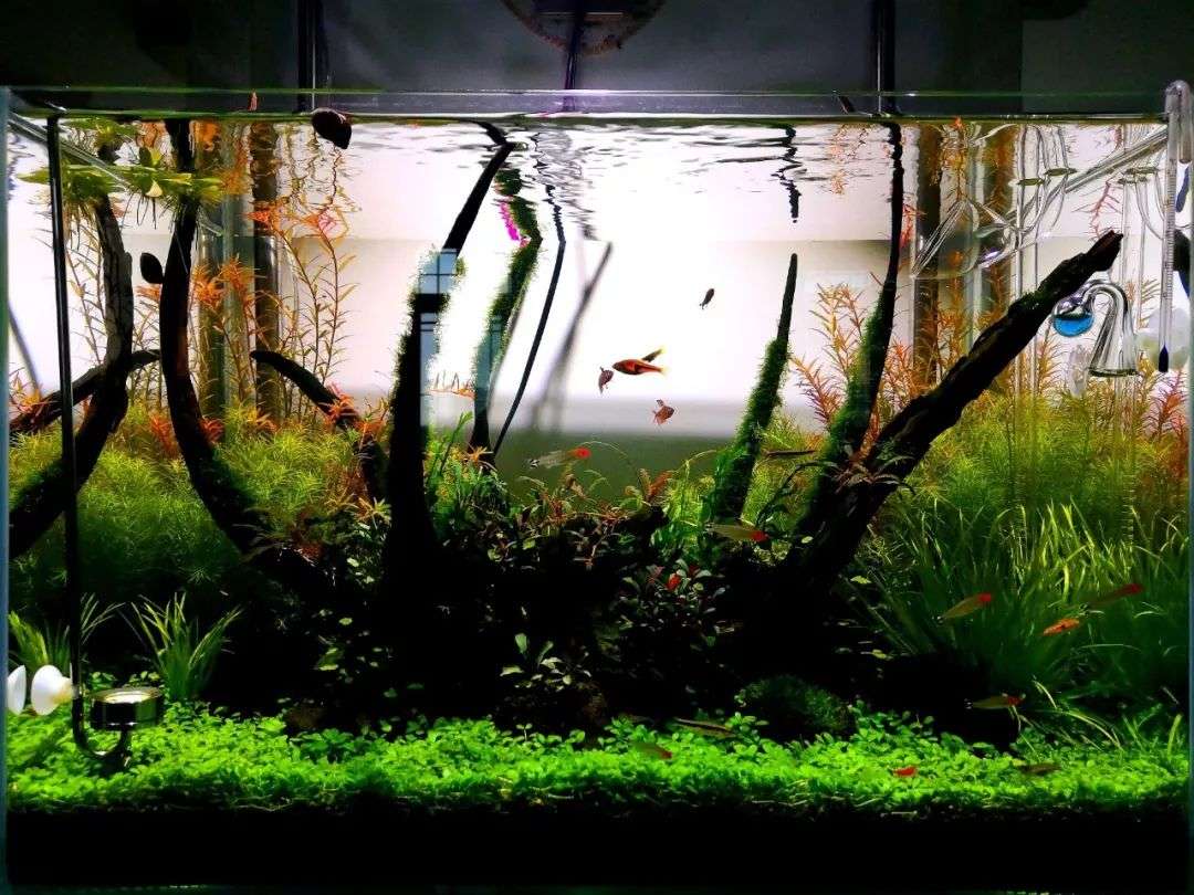 水草叶发黄枯萎不早治 鱼缸观赏性就是这么没的 知乎