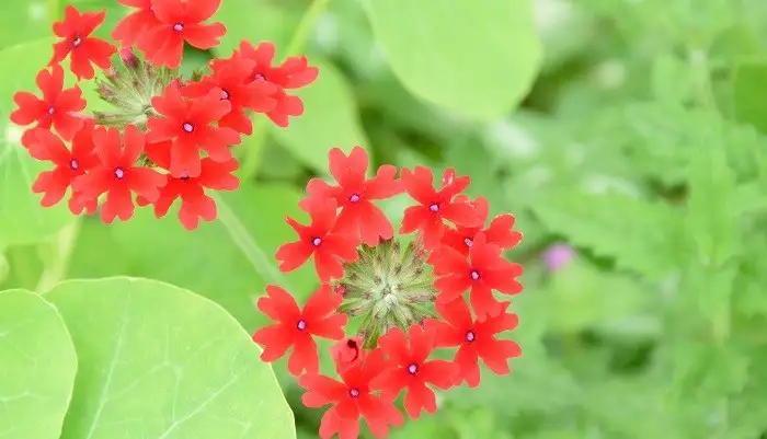 6月下旬诞生花 知乎