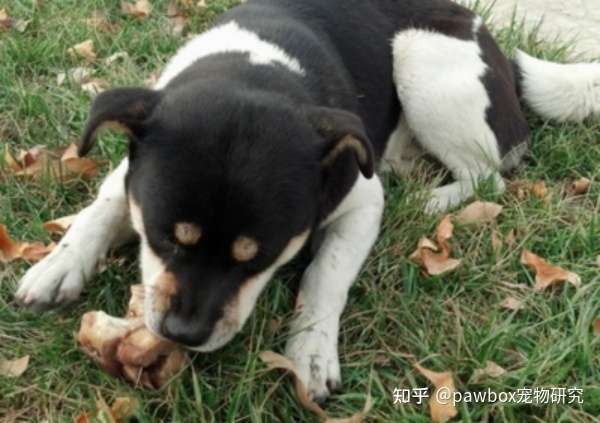 如何训练犬不吃外面地上和陌生人给的食物 知乎