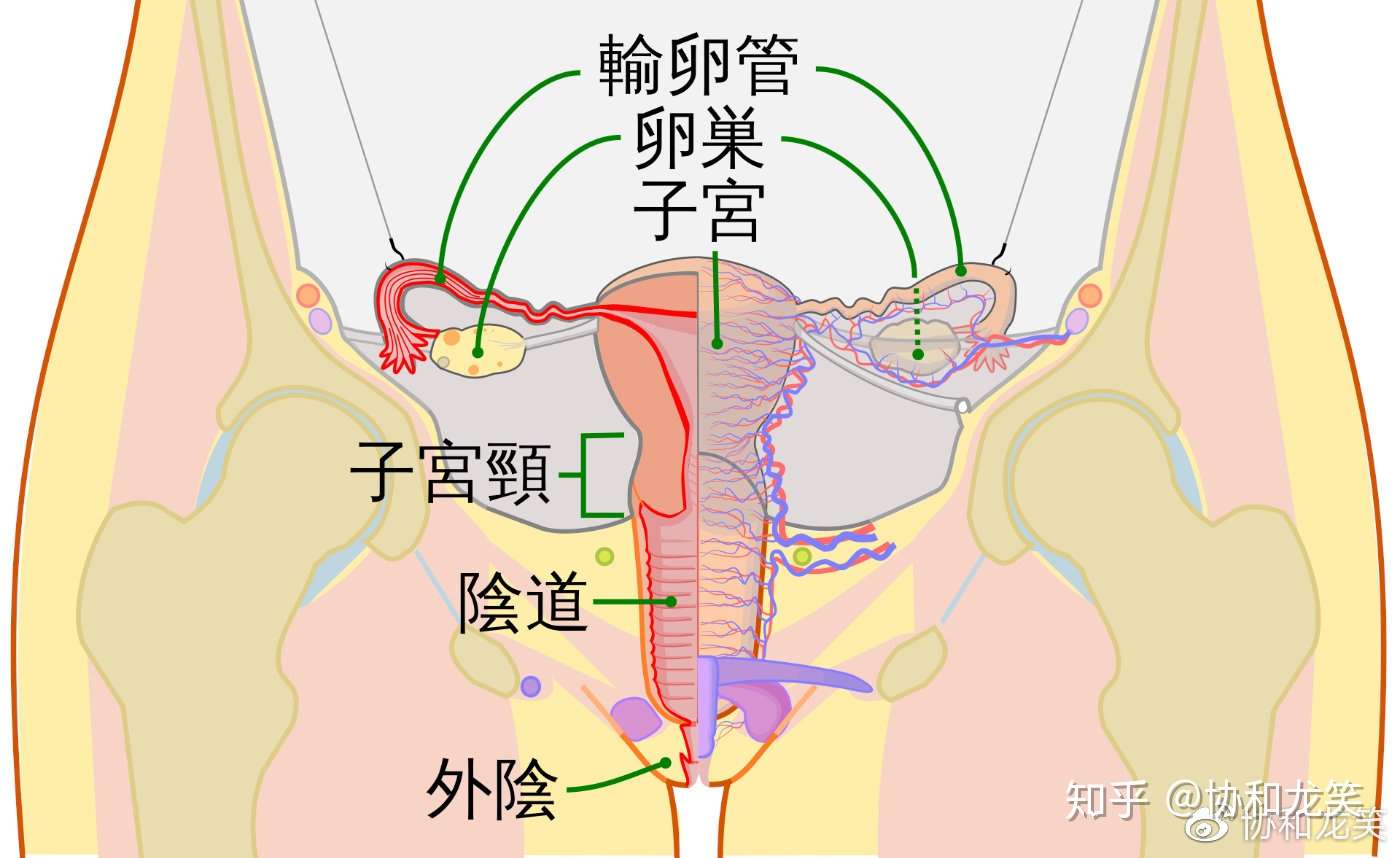 如何拯救脱垂的子宫 知乎