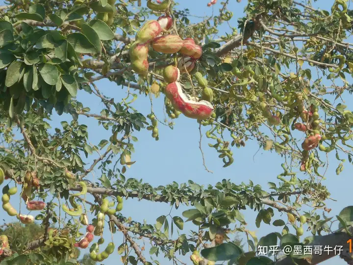 瓜穆奇尔-几乎无人知晓的甜美墨西哥野生豆荚 - 墨华网 (图2)