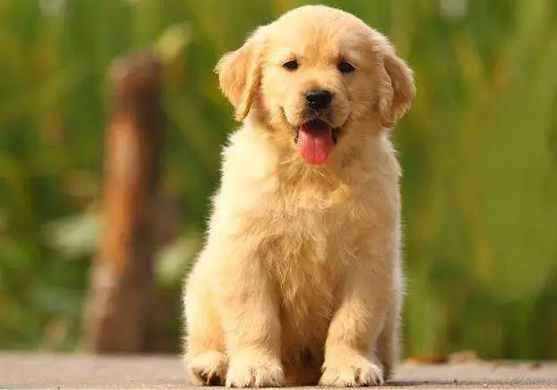 养一只金毛犬要准备什么日常用品 知乎