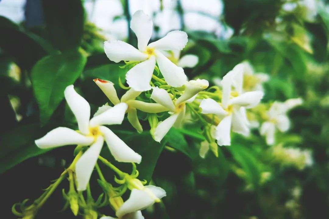 一株就能开满墙的花 四季长绿三季有花 风车茉莉了解一下 知乎