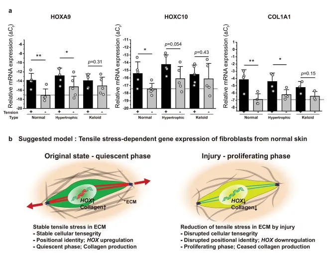 成纖維細(xì)胞中張力敏感的 HOX 基因表達(dá)用于差異瘢痕形成