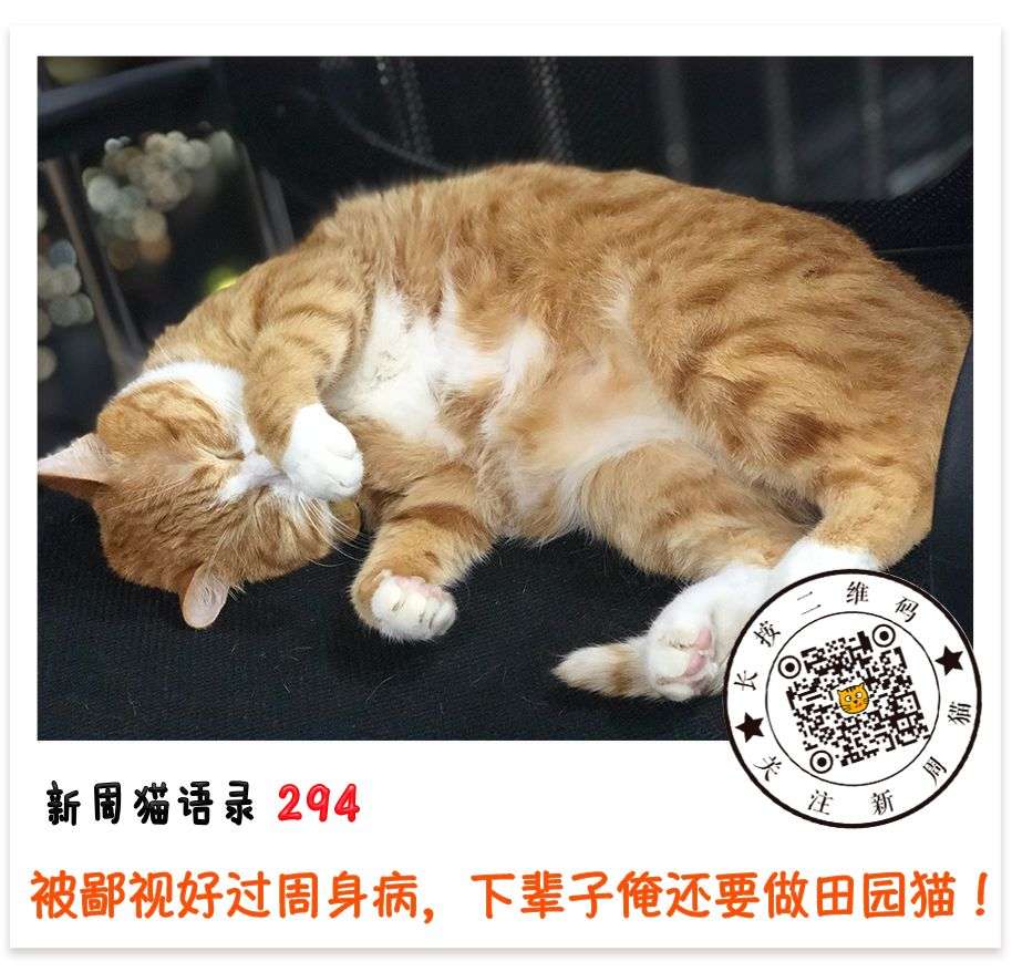 人类的奇葩审美，害惨了多少品种猫- 知乎
