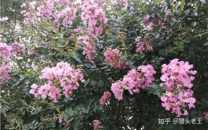raw-image