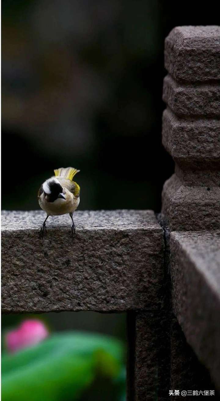 申时是几点到几点（申时是属什么生肖）