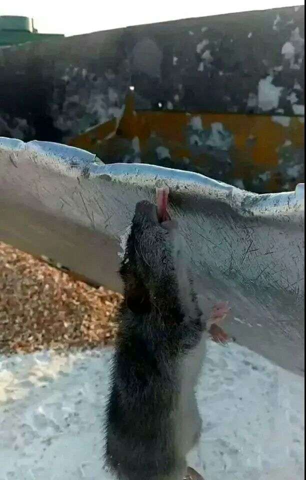 在东北冬天用舌头舔铁大门或铁栏杆是怎样的体验?