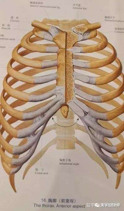 临床体系 肋软骨隆鼻的操作要点及临床效果 知乎