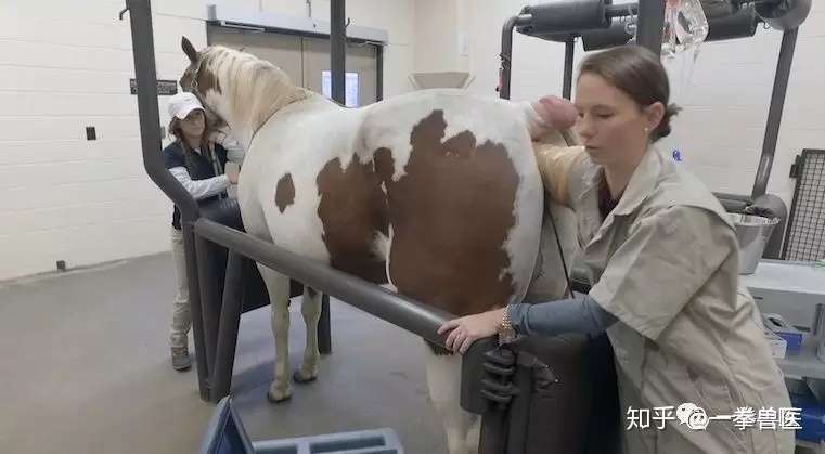 总被误会的发情 母马发情判断及抑制方法 知乎